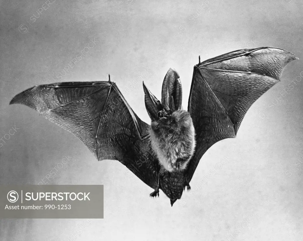 bat wings